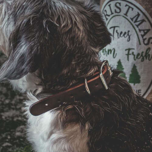Dark Brown dog collars made with sturdy hardware for small and medium dogs